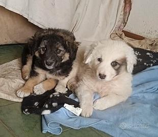 Cucciole mix abbandonate