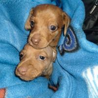 Cucciole di bassotto Kaninken