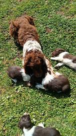 Cuccioli di springer spaniel