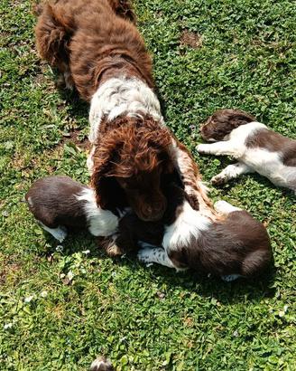 Cuccioli di springer spaniel