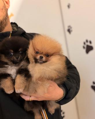 Spitz tedeschi nani di Pomerania