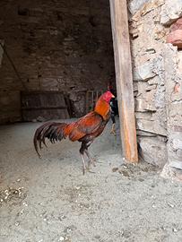Gruppo galline combattente thai