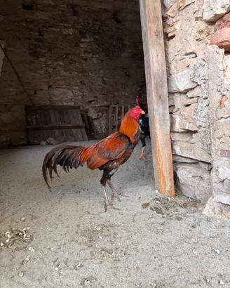 Gruppo galline combattente thai