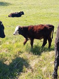 Manzetti black baldy