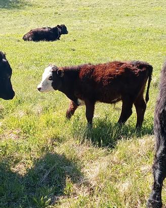 Manzetti black baldy