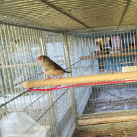 Diamante mandarino bengalino