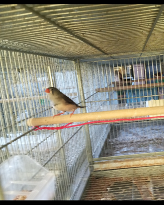 Diamante mandarino bengalino