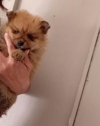 Cucciolo mini toy da borsetta Pomerania