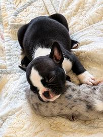 Bulldog francese