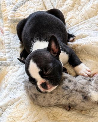 Bulldog francese