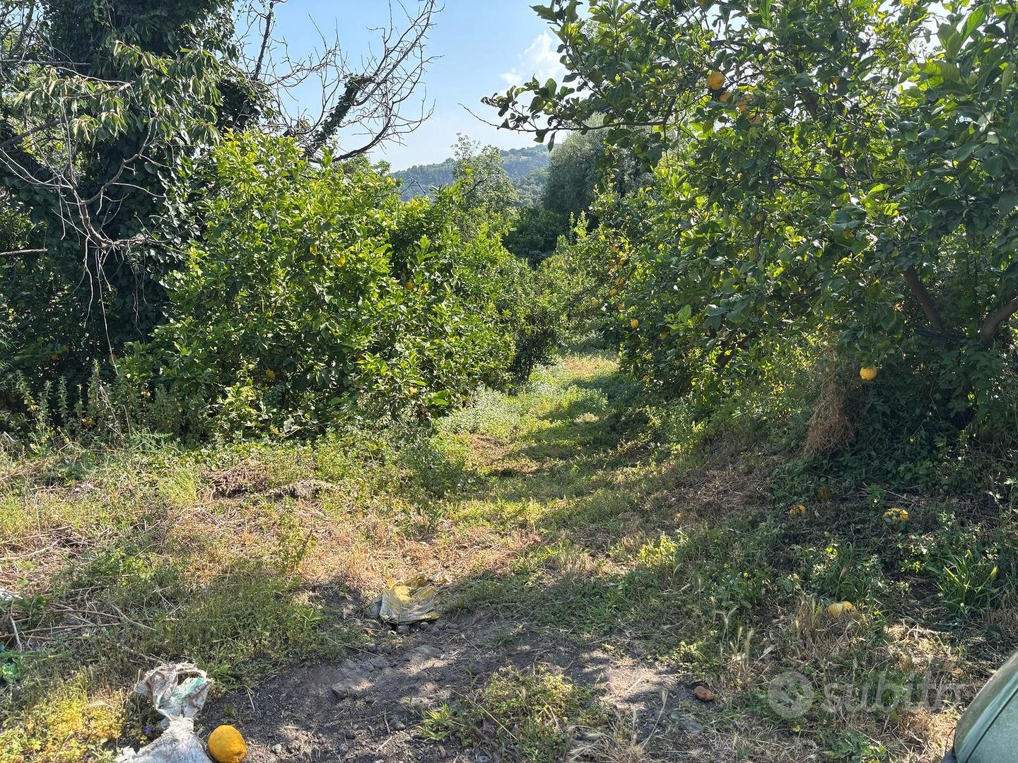 Piedimonte Etneo Terreno Agricolo di 6000mq - Vista 4