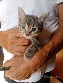 Coppia gattini