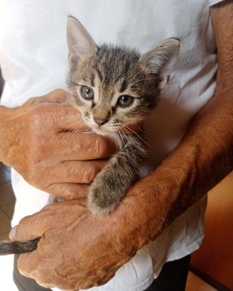 Coppia gattini