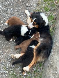 Cuccioli Di pastore australiano