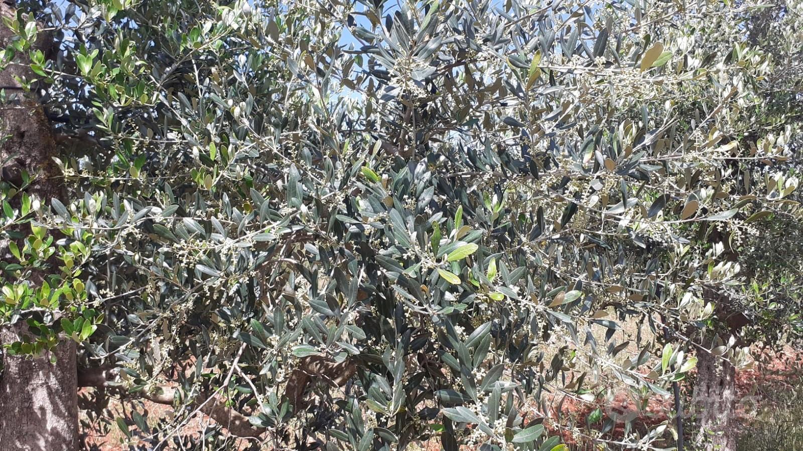 Oliveto di 3 ettari con progetto per costruire - Vista 3