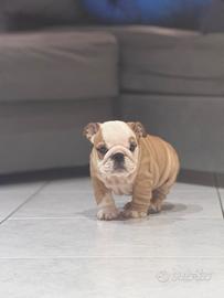 Cucciole bulldog inglese