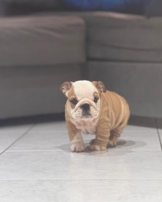 Cucciole bulldog inglese