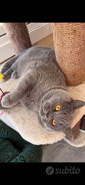 British shorthair blu per monta