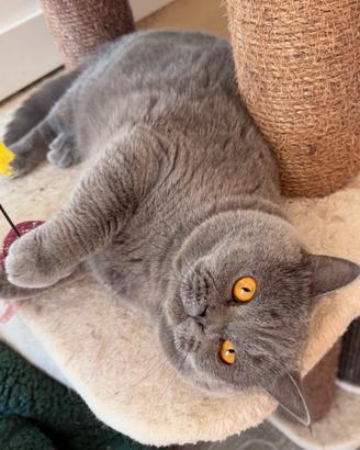 British shorthair blu per monta