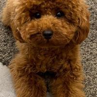 Barboncino per monta