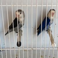 Pappagalli inseparabili Fischer