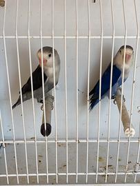 Pappagalli inseparabili Fischer