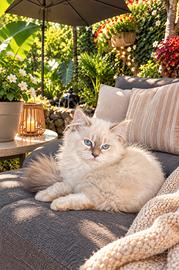 Cuccioli gatto siberiano PEDIGREE ALLEVAMENTO
