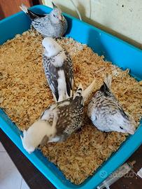 Pappagalli