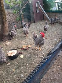 Galline Amrock