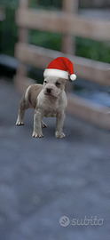 Cuccioli American bully XL
