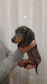 Bassotto arlecchino maschio