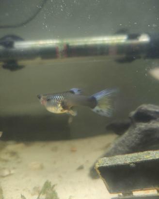 lotto 5 femmine guppy