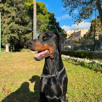 Dobermann per monta