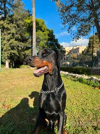 Dobermann per monta