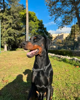 Dobermann per monta