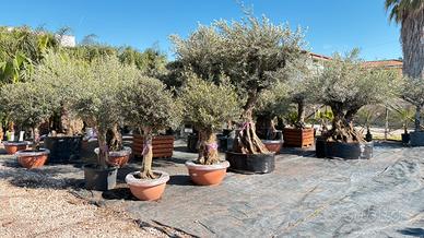 Piante di uliv