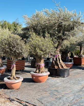 Piante di uliv