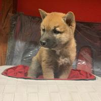 Cuccioli allevati da noi ( shiba inu 2 mesi)