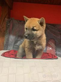 Cuccioli allevati da noi ( shiba inu 2 mesi)