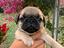 Immagine 6