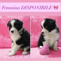 Border collie femmina