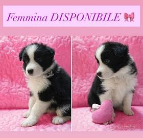 Border collie femmina