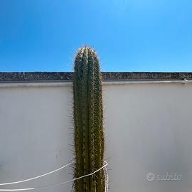 Pianta grassa