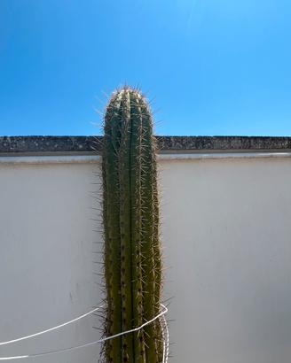 Pianta grassa