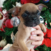 Bulldog francese fulva