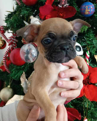 Bulldog francese fulva