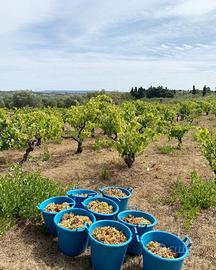 Terreno con vigna e oliveto Serra Juales