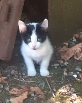 Gattini di 2 mesi dono