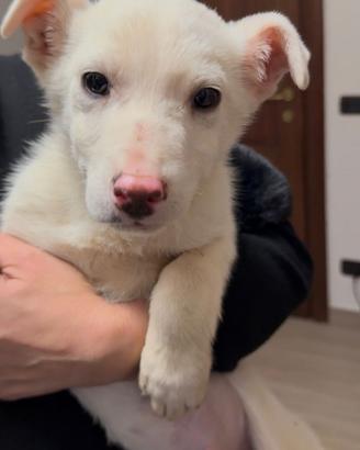 Dolcissimo cucciolo