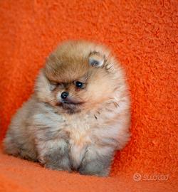 Cuccioli di Pomerania con pedigree enci